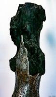 vignette