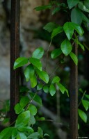 vignette