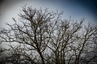 vignette