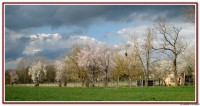 vignette