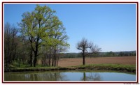 vignette