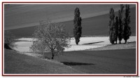 vignette