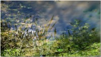 vignette