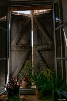 vignette